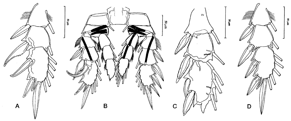Espèce Pseudocyclops xiphophorus - Planche 1 de figures morphologiques