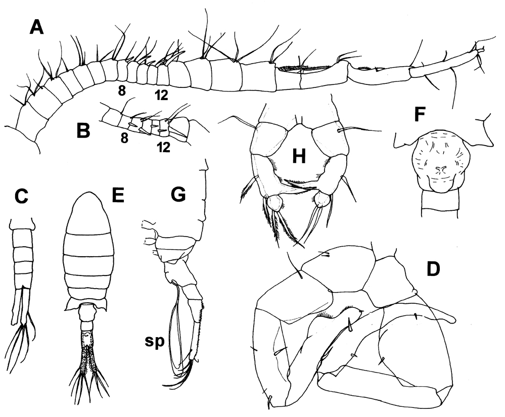 Espce Eurytemora americana - Planche 4 de figures morphologiques