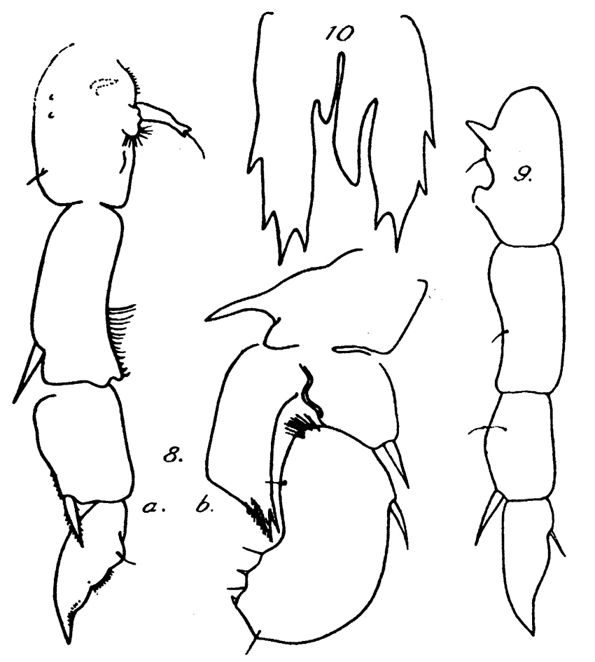 Espèce Pseudodiaptomus pauliani - Planche 4 de figures morphologiques