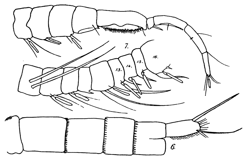 Espèce Pseudodiaptomus pauliani - Planche 3 de figures morphologiques