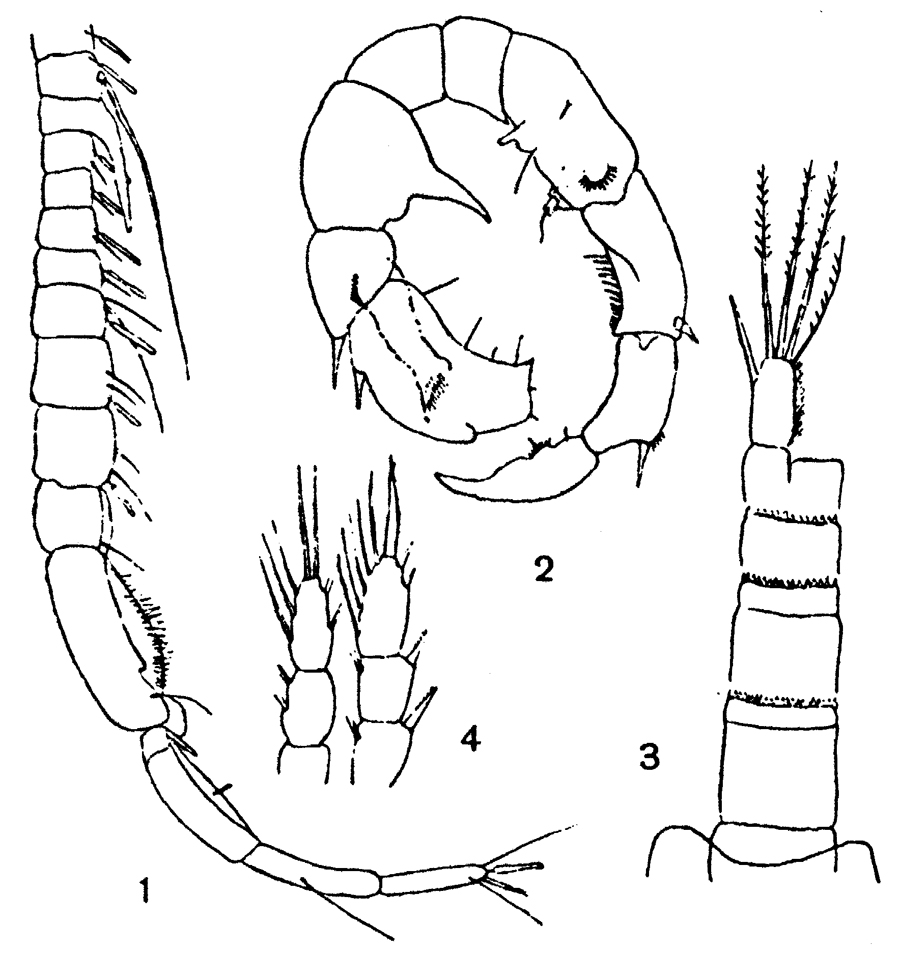 Species Pseudodiaptomus batillipes - Plate 2 of morphological figures