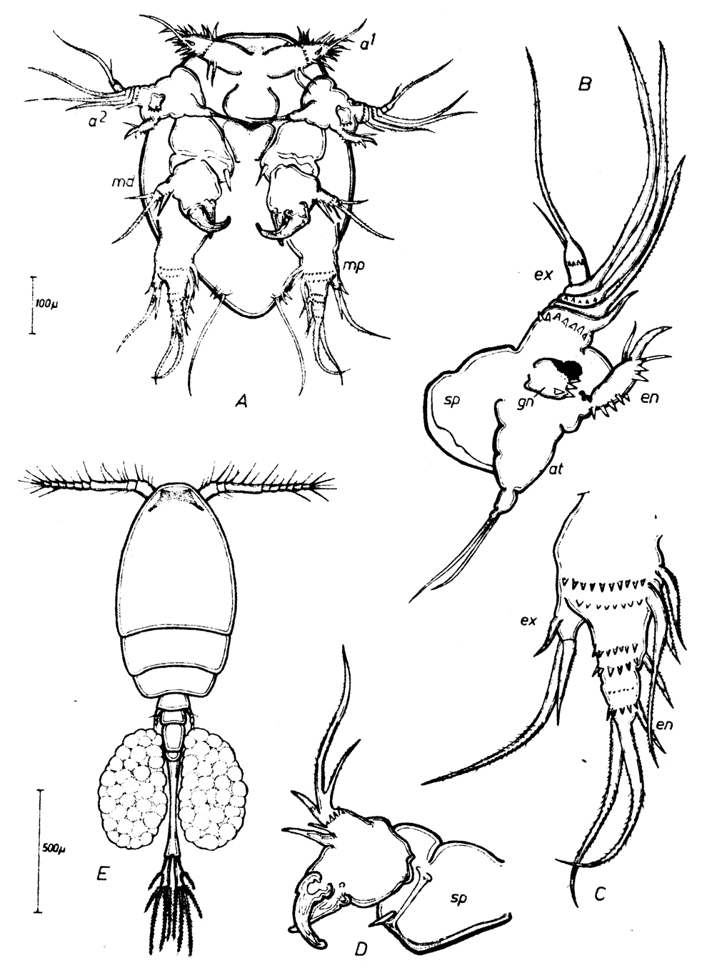 Species Thaumatopsyllus paradoxus - Plate 9 of morphological figures