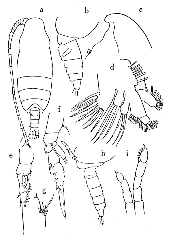 Espce Mimocalanus heronae - Planche 2 de figures morphologiques