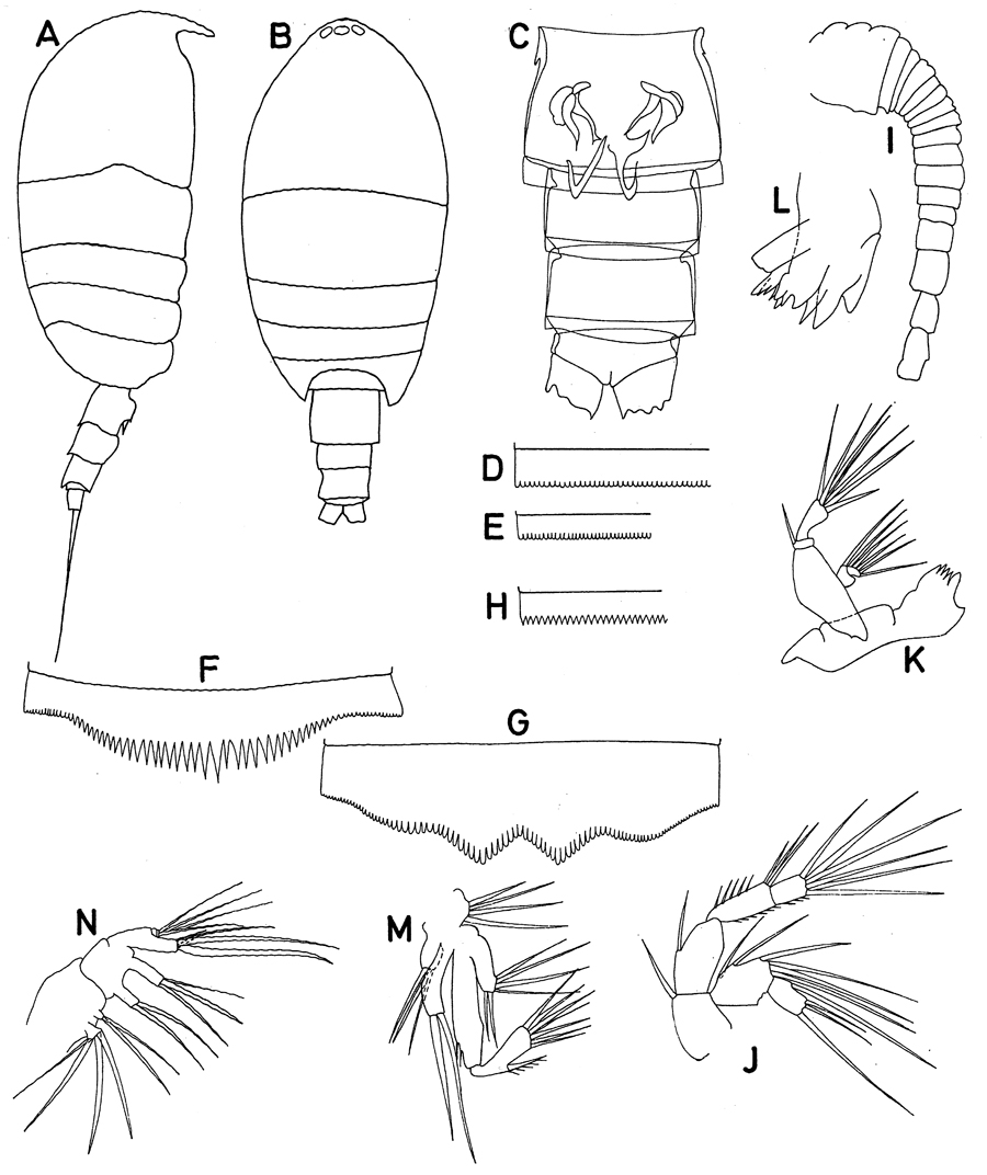 Espèce Pseudocyclops xiphophorus - Planche 4 de figures morphologiques