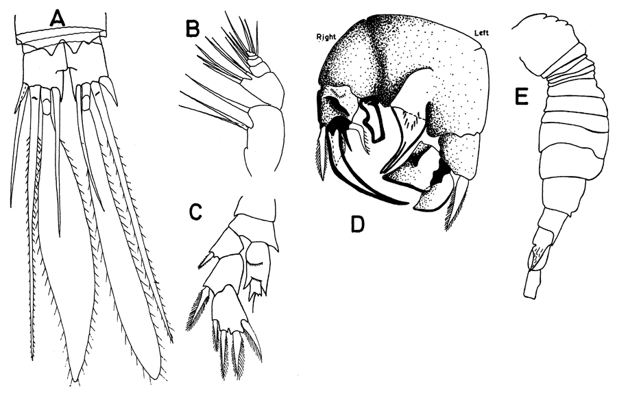 Espèce Pseudocyclops xiphophorus - Planche 5 de figures morphologiques