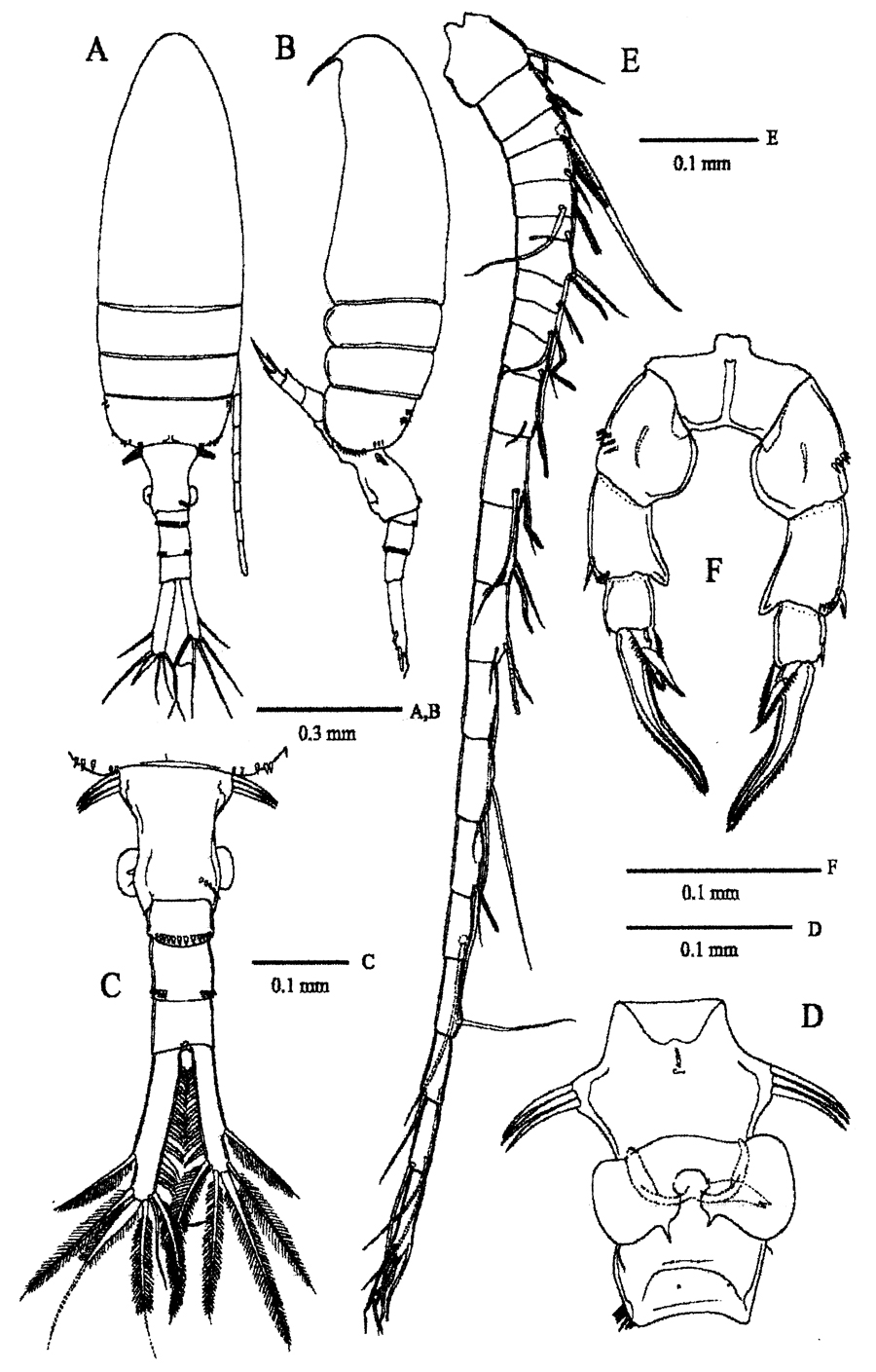 Species Pseudodiaptomus terazakii - Plate 1 of morphological figures