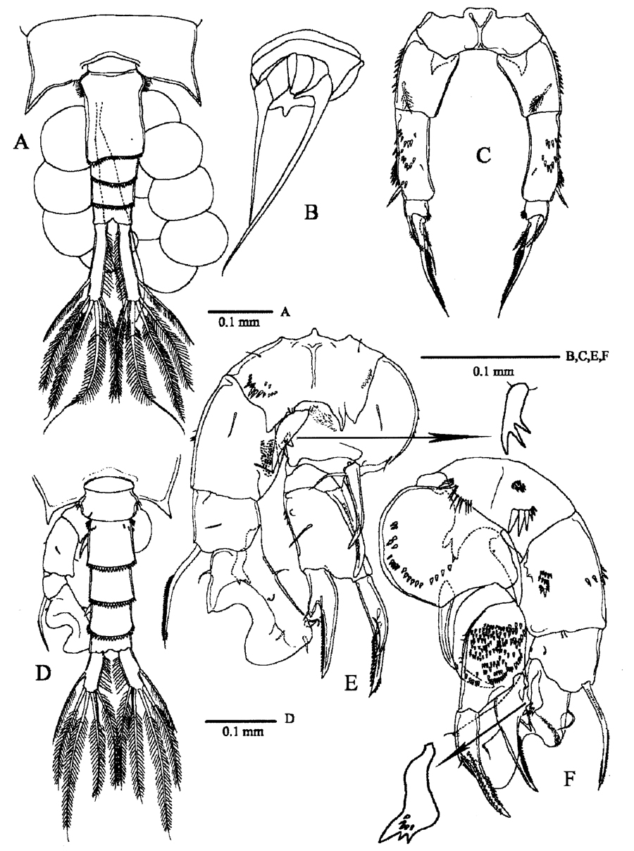 Espce Pseudodiaptomus bispinosus - Planche 2 de figures morphologiques