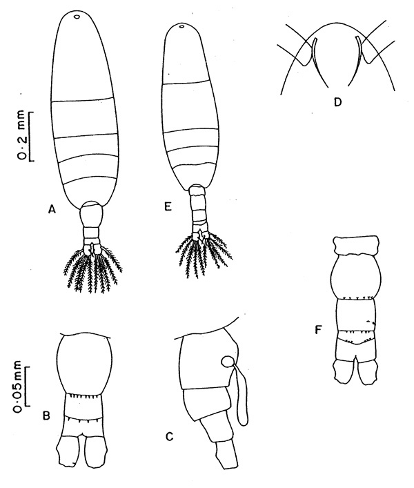Espce Acartia (Euacartia) southwelli - Planche 1 de figures morphologiques