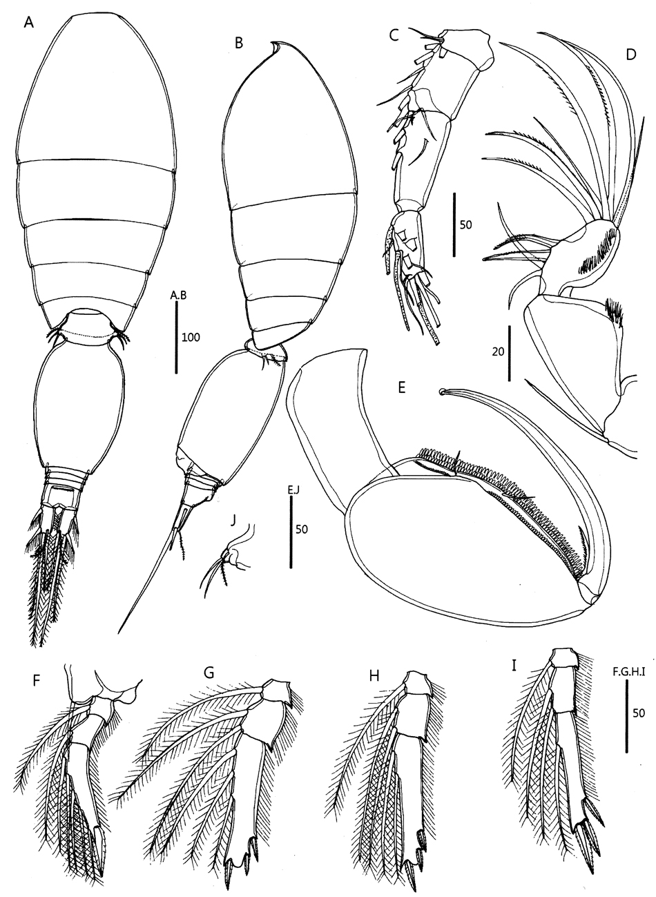 Espèce Oncaea venusta - Planche 24 de figures morphologiques