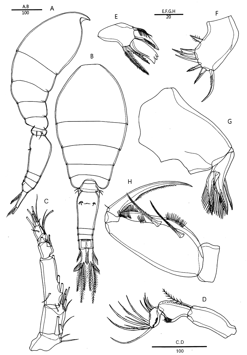 Species Oncaea venella - Plate 6 of morphological figures
