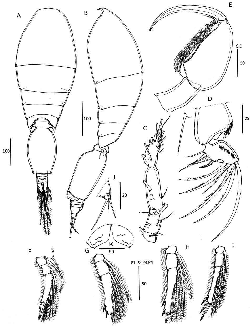 Species Oncaea venella - Plate 8 of morphological figures