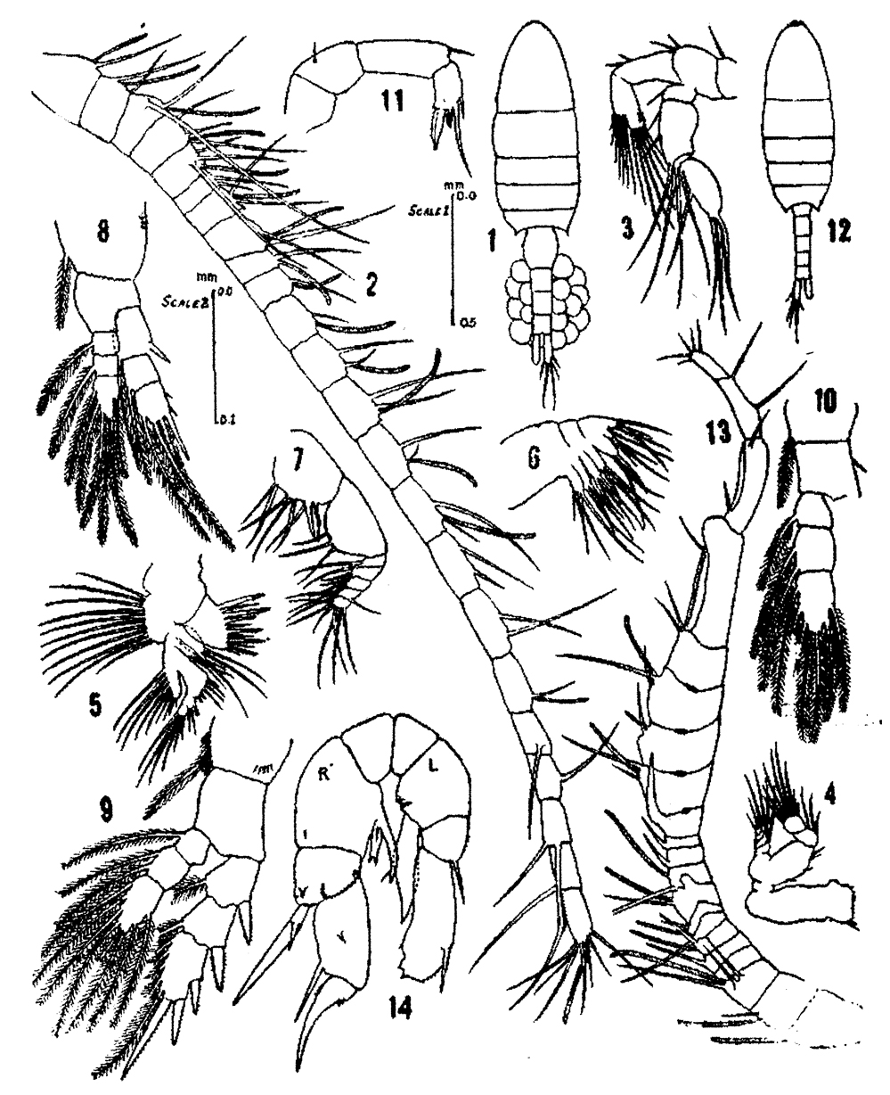 Species Pseudodiaptomus ardjuna - Plate 1 of morphological figures