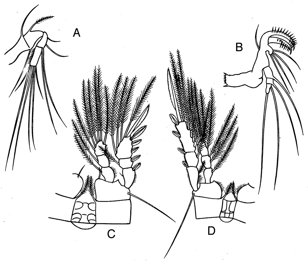 Espce Oithona brevicornis - Planche 22 de figures morphologiques
