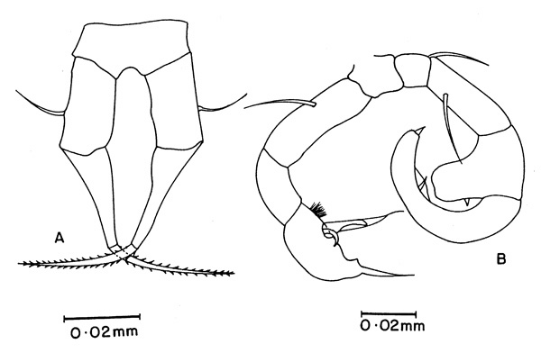 Espce Acartia (Euacartia) southwelli - Planche 5 de figures morphologiques