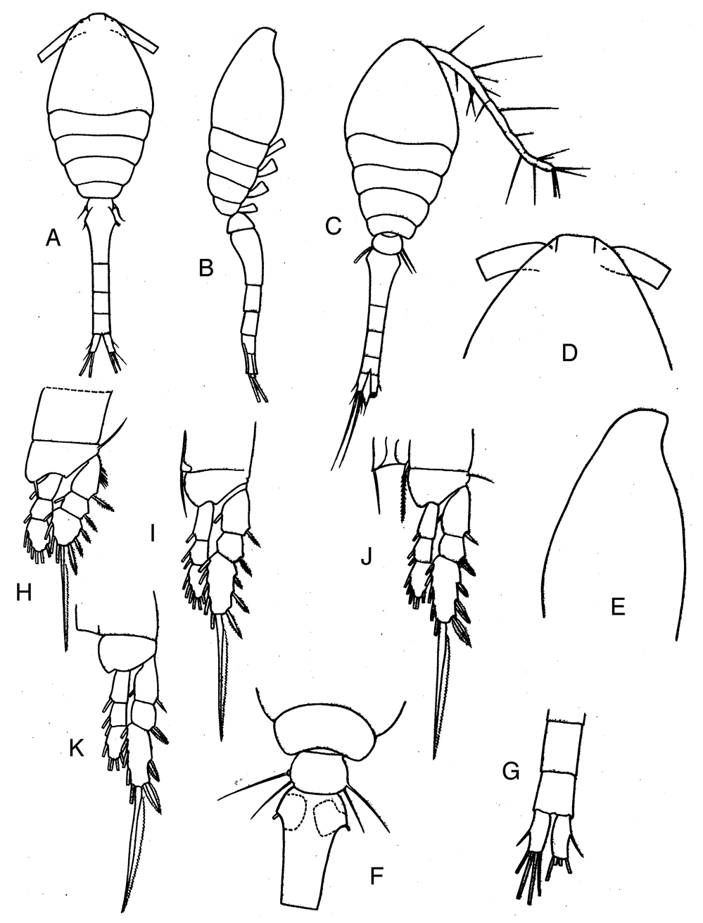 Espce Oithona nana - Planche 15 de figures morphologiques