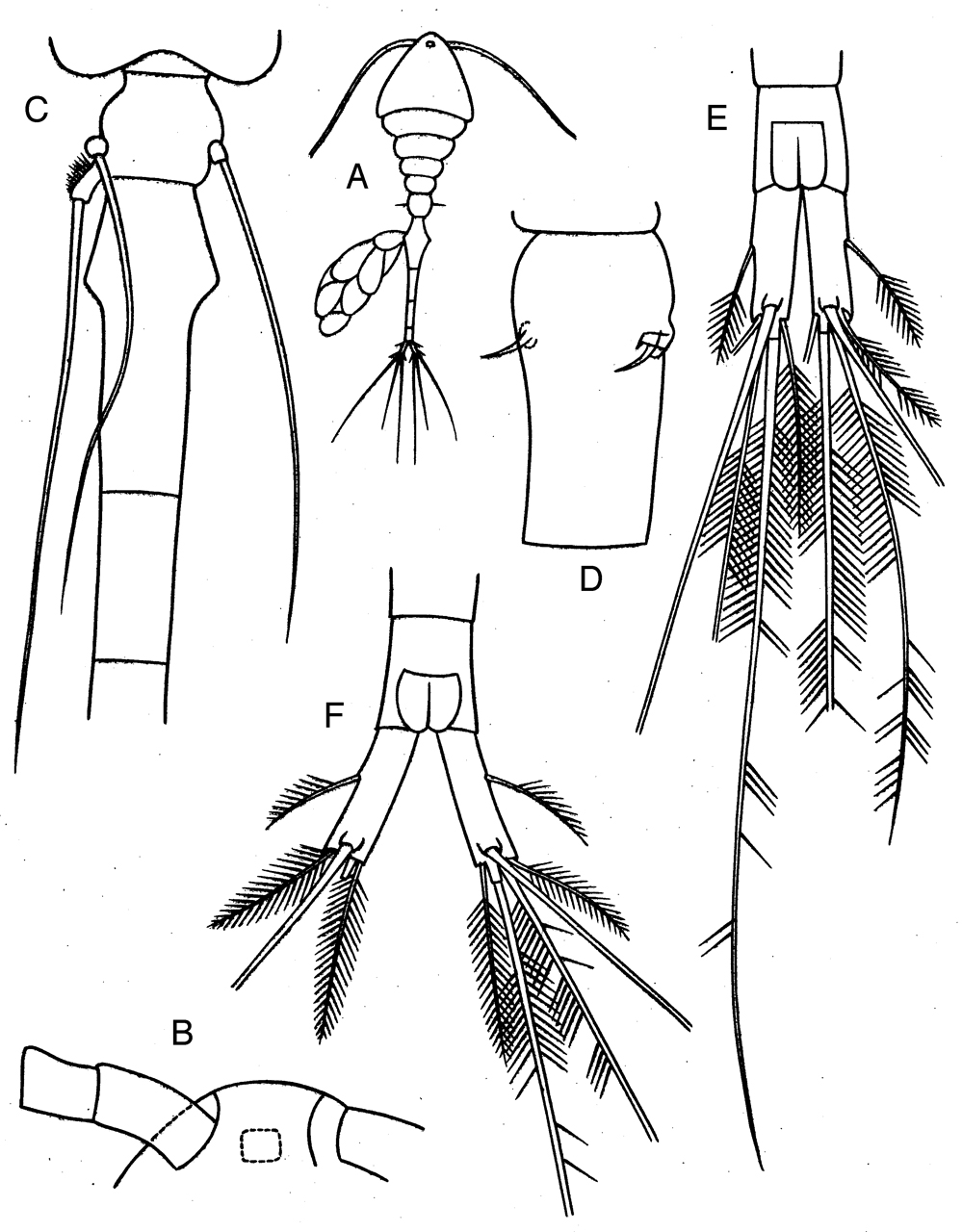 Espce Oithona attenuata - Planche 14 de figures morphologiques