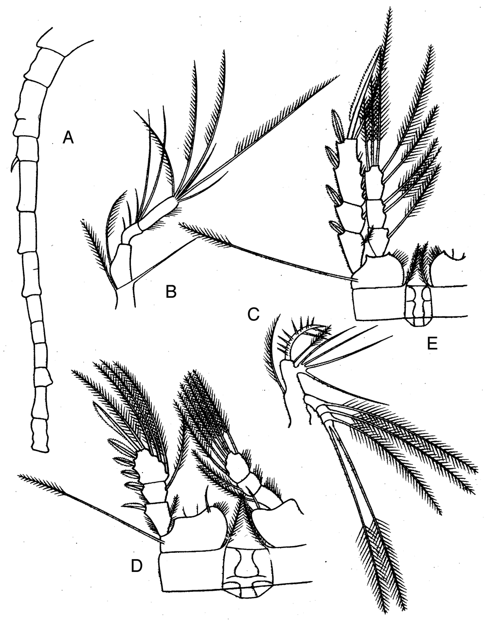 Species Oithona attenuata - Plate 15 of morphological figures