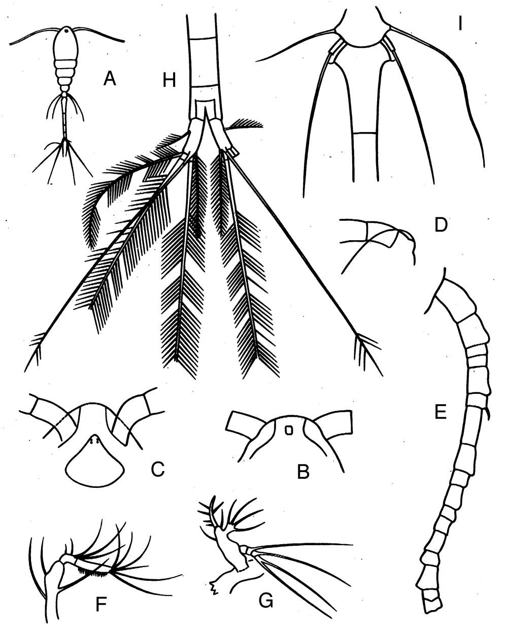 Espce Oithona nana - Planche 16 de figures morphologiques