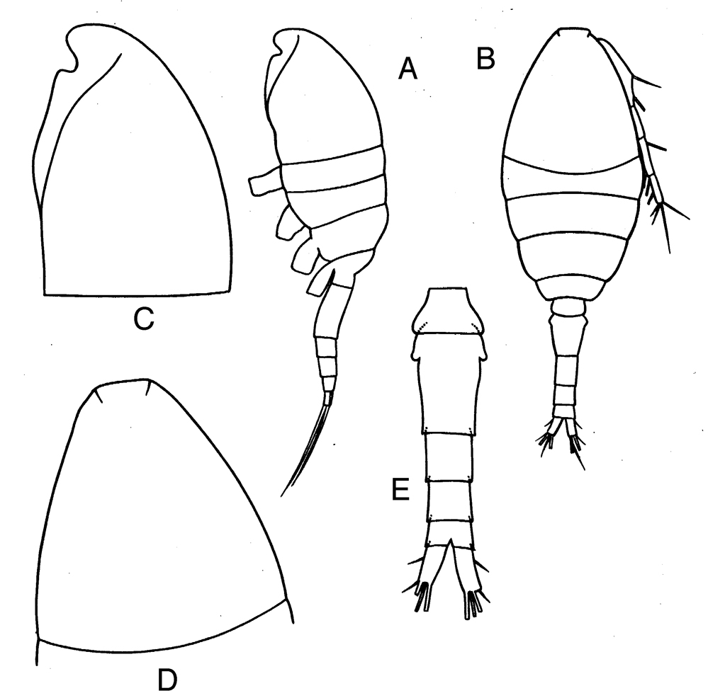 Espce Oithona simplex - Planche 15 de figures morphologiques