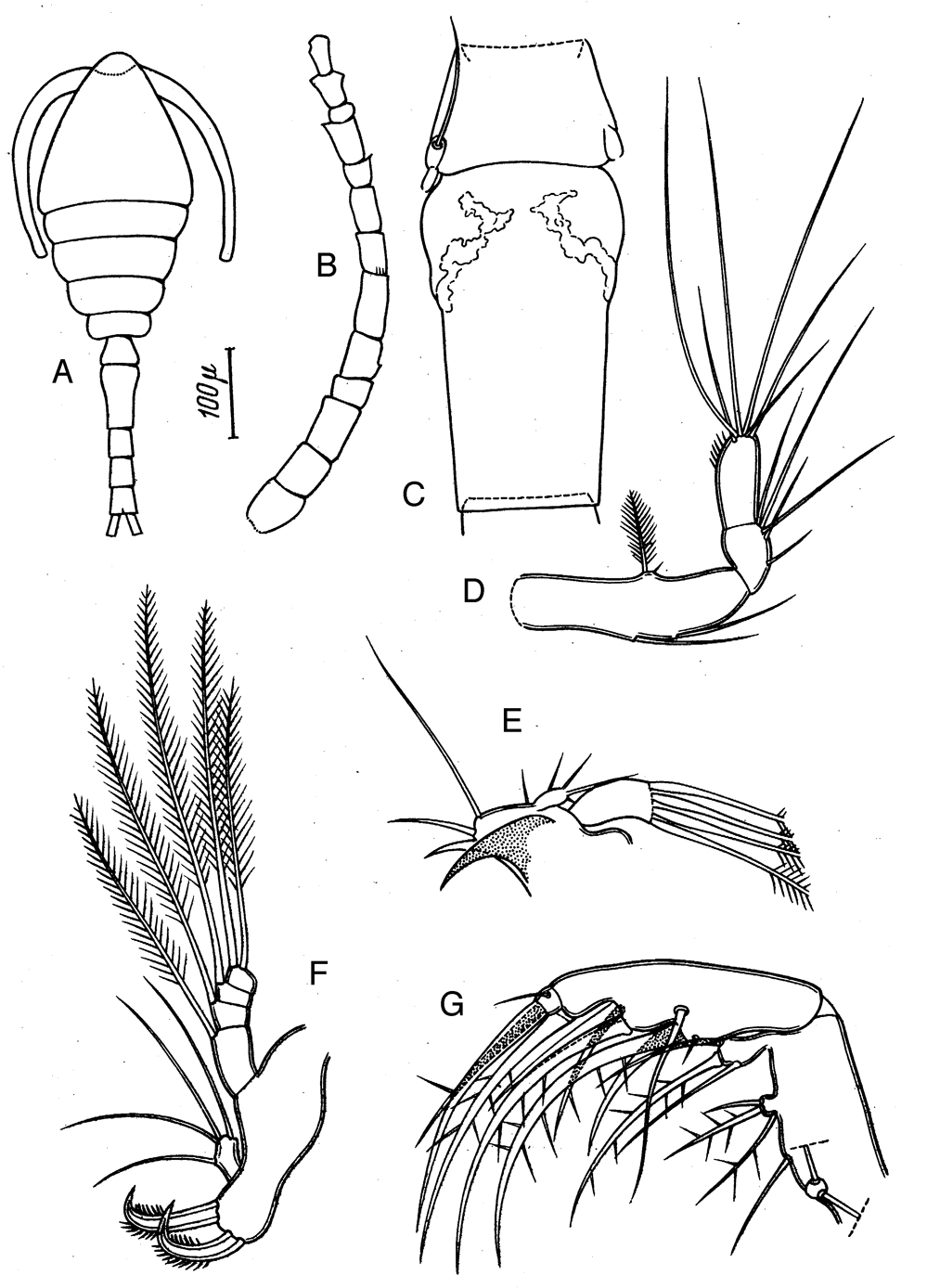 Species Oithona hebes - Plate 7 of morphological figures