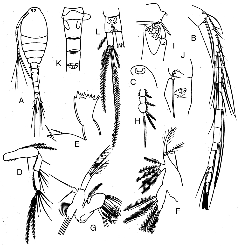 Espce Oithona amazonica - Planche 3 de figures morphologiques