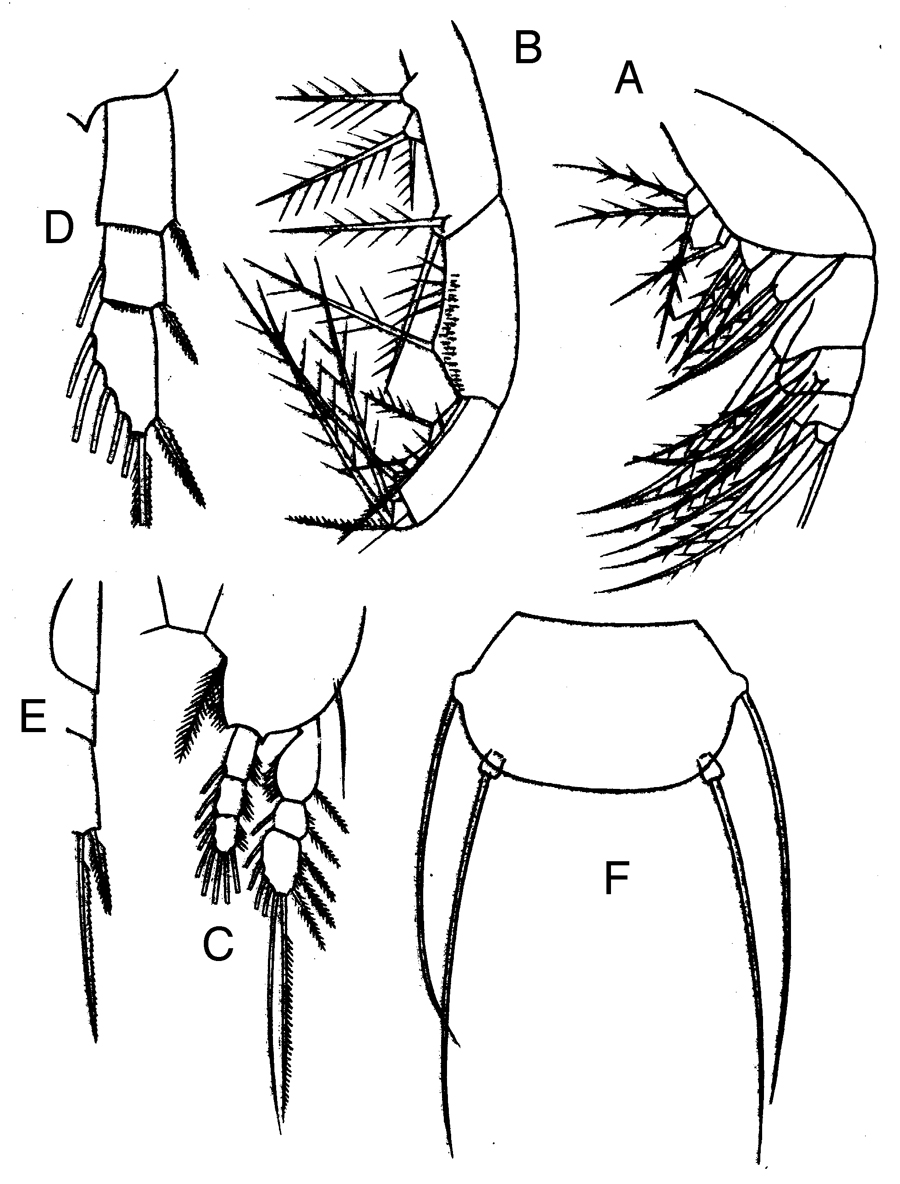 Espce Oithona amazonica - Planche 4 de figures morphologiques