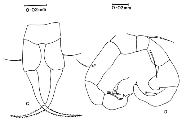 Espce Acartia (Euacartia) sarojus - Planche 3 de figures morphologiques