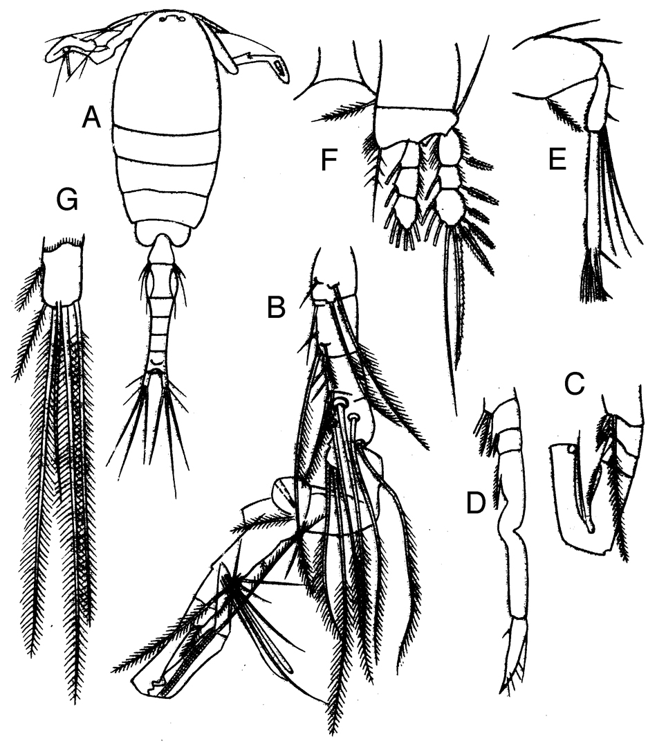 Espce Oithona amazonica - Planche 5 de figures morphologiques