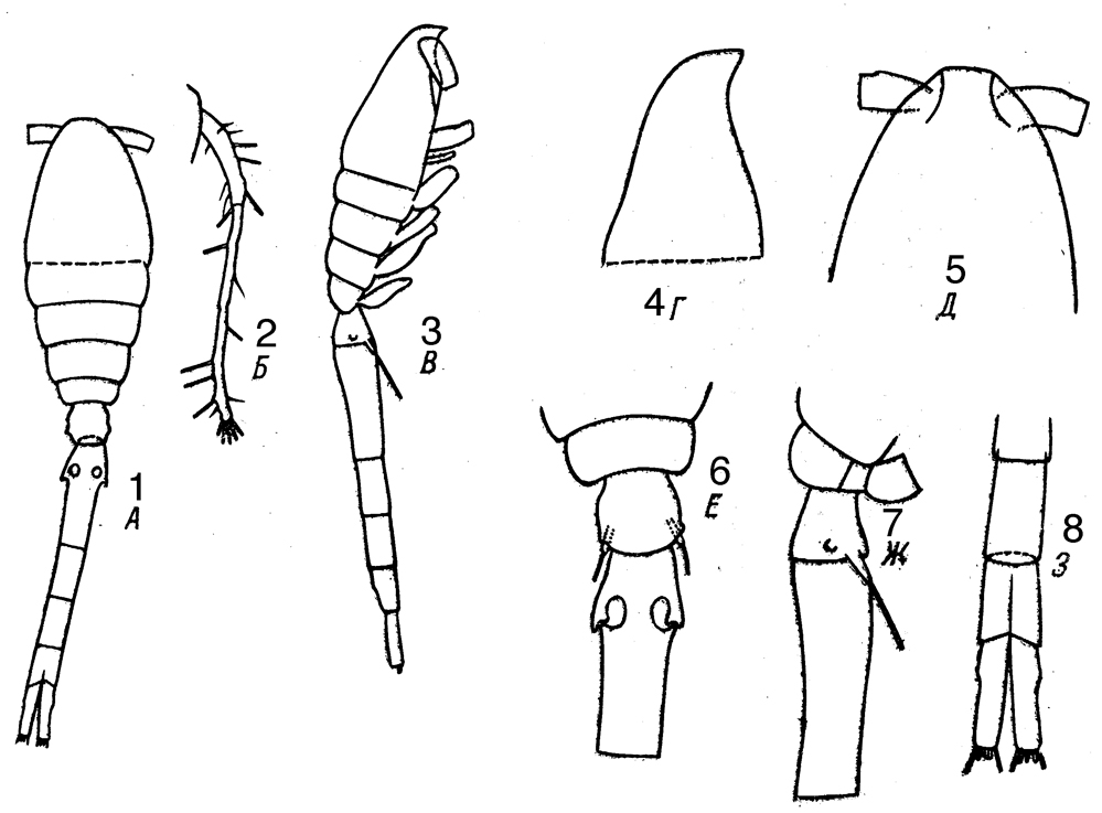 Espèce Oithona attenuata - Planche 16 de figures morphologiques