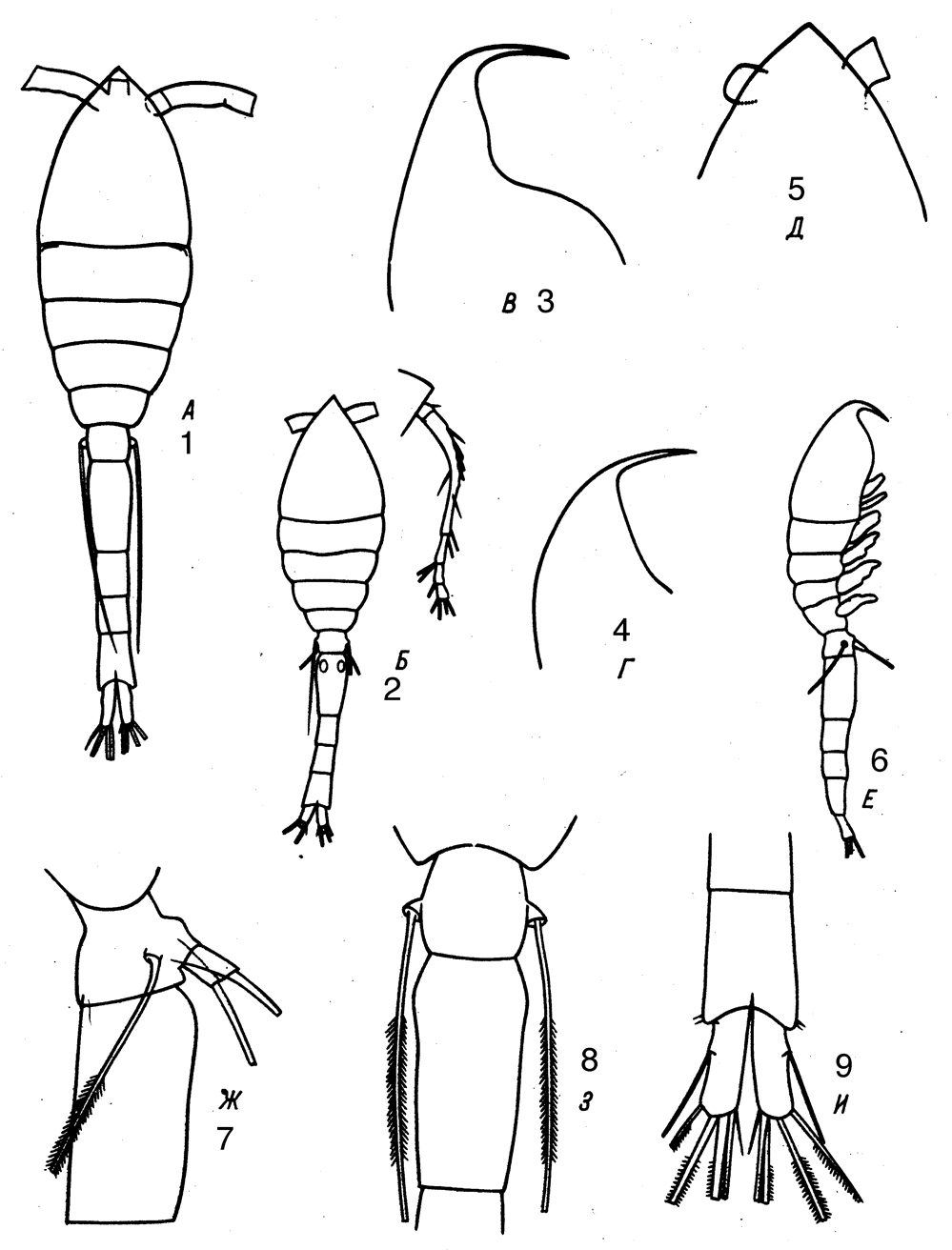 Species Oithona robusta - Plate 6 of morphological figures