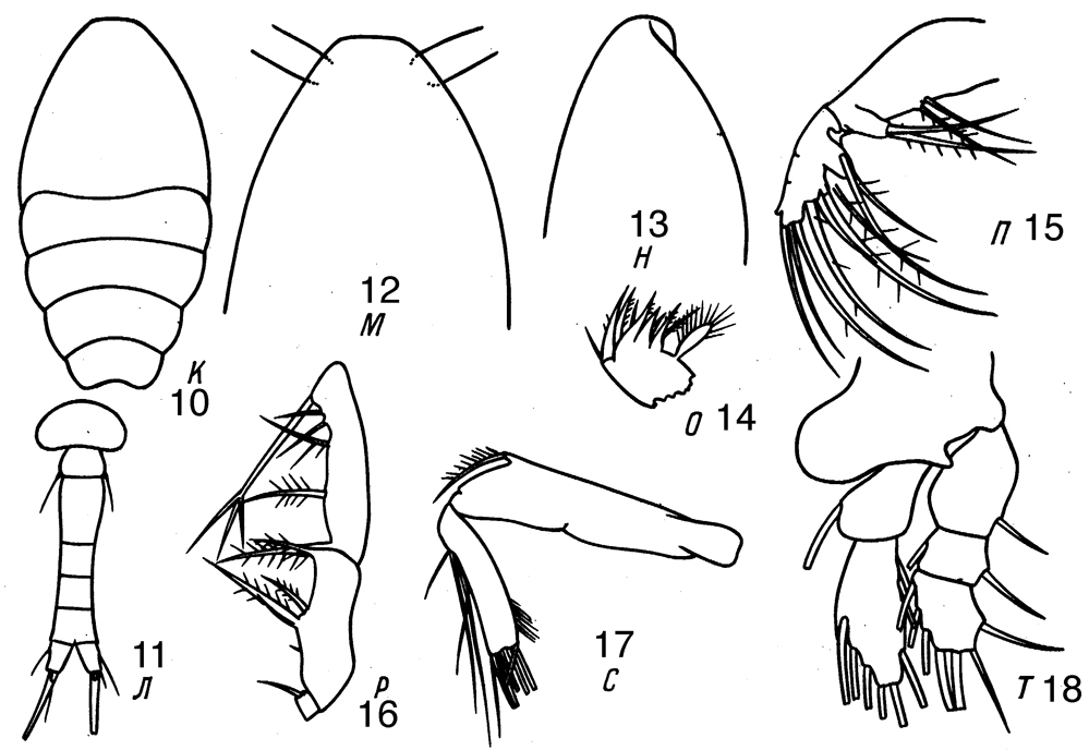 Species Oithona parvula - Plate 4 of morphological figures