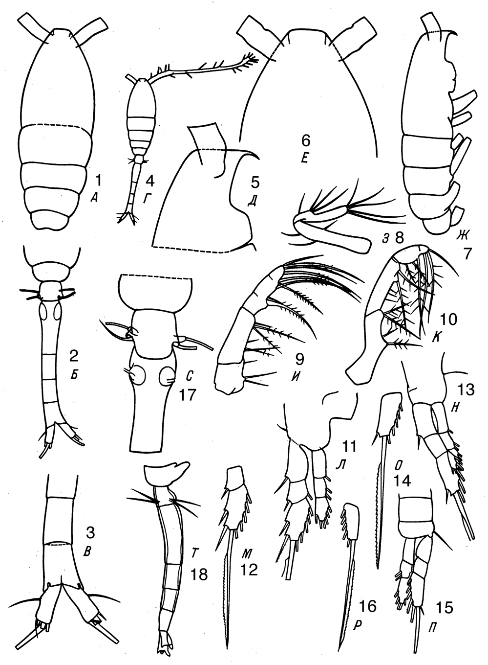 Species Oithona decipiens - Plate 7 of morphological figures
