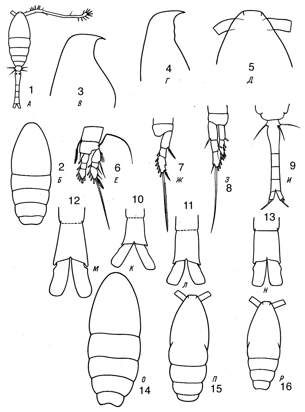 Espèce Oithona similis-Group - Planche 16 de figures morphologiques