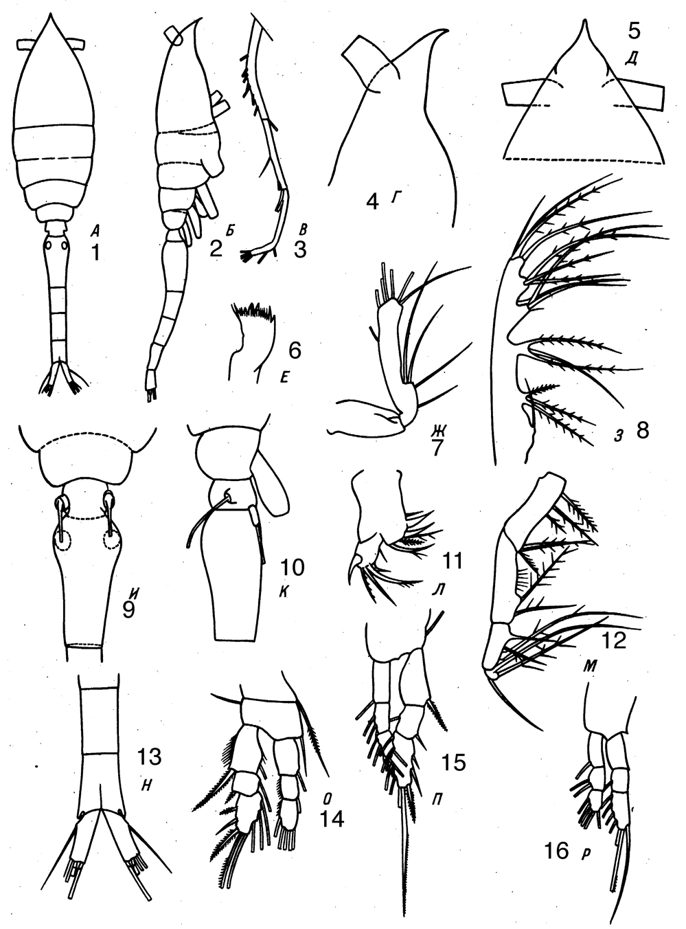 Espce Oithona frigida - Planche 6 de figures morphologiques