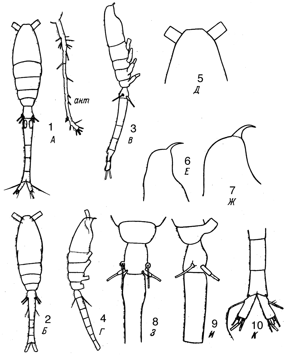 Species Oithona hamata - Plate 5 of morphological figures