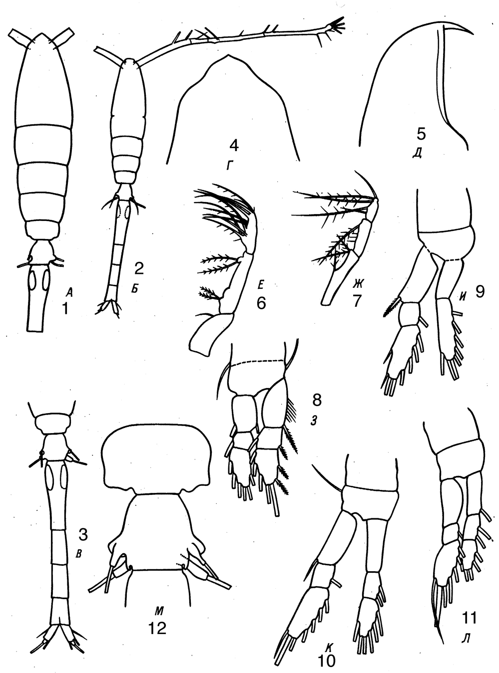 Espèce Oithona tenuis - Planche 7 de figures morphologiques