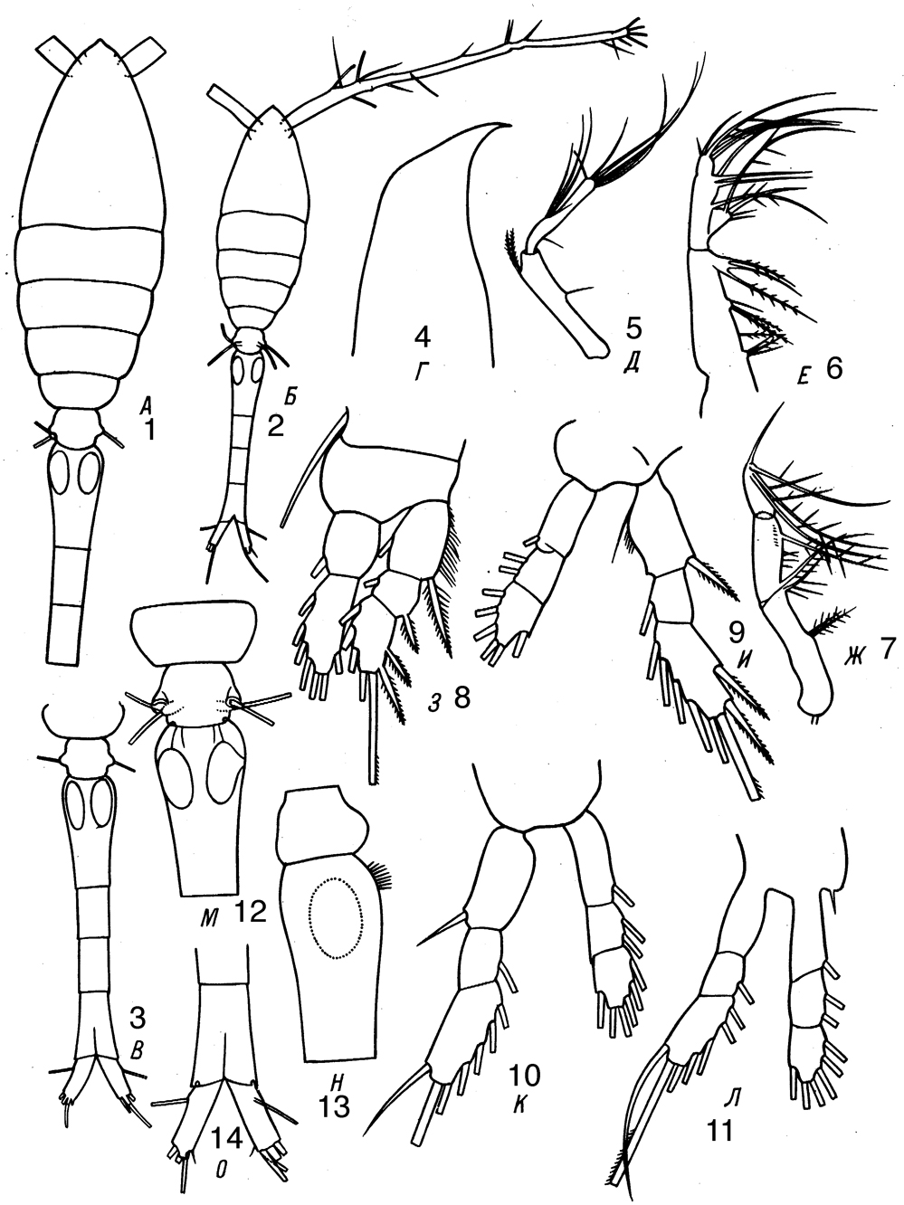 Espèce Oithona plumifera - Planche 9 de figures morphologiques