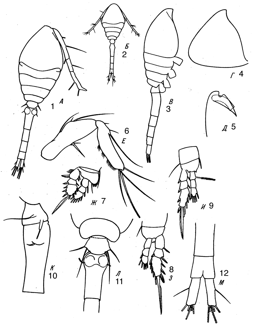 Species Dioithona minuta - Plate 3 of morphological figures