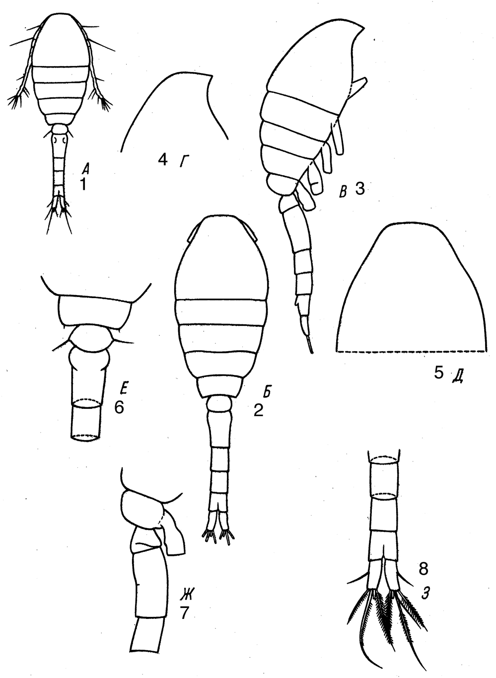 Species Dioithona rigida - Plate 10 of morphological figures
