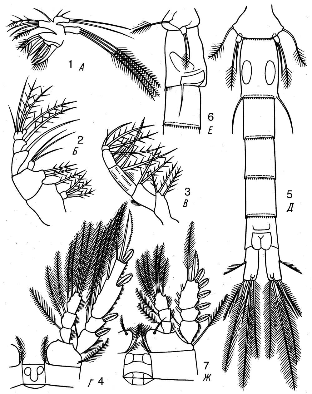 Species Dioithona rigida - Plate 7 of morphological figures