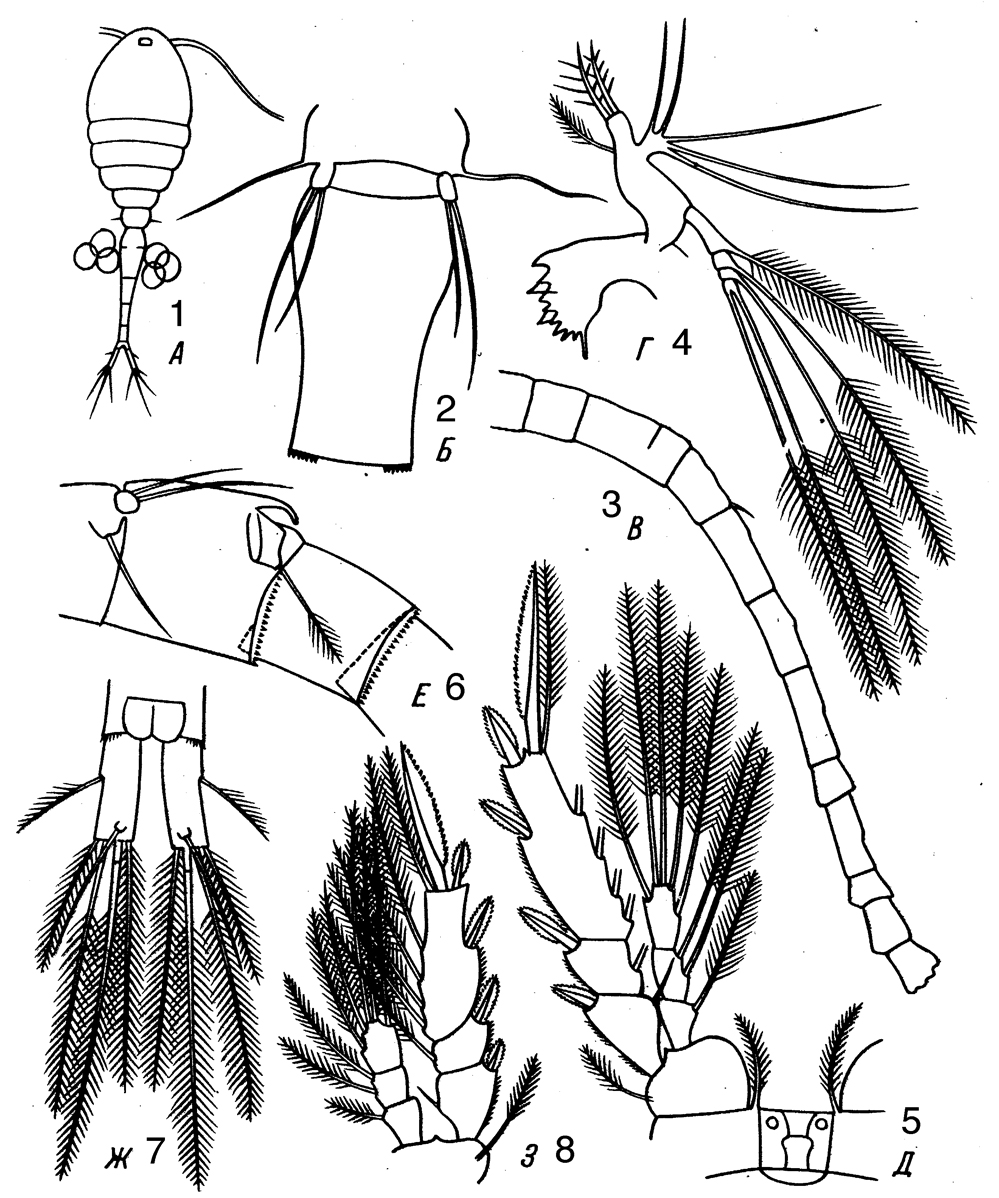 Espce Dioithona rigida - Planche 8 de figures morphologiques