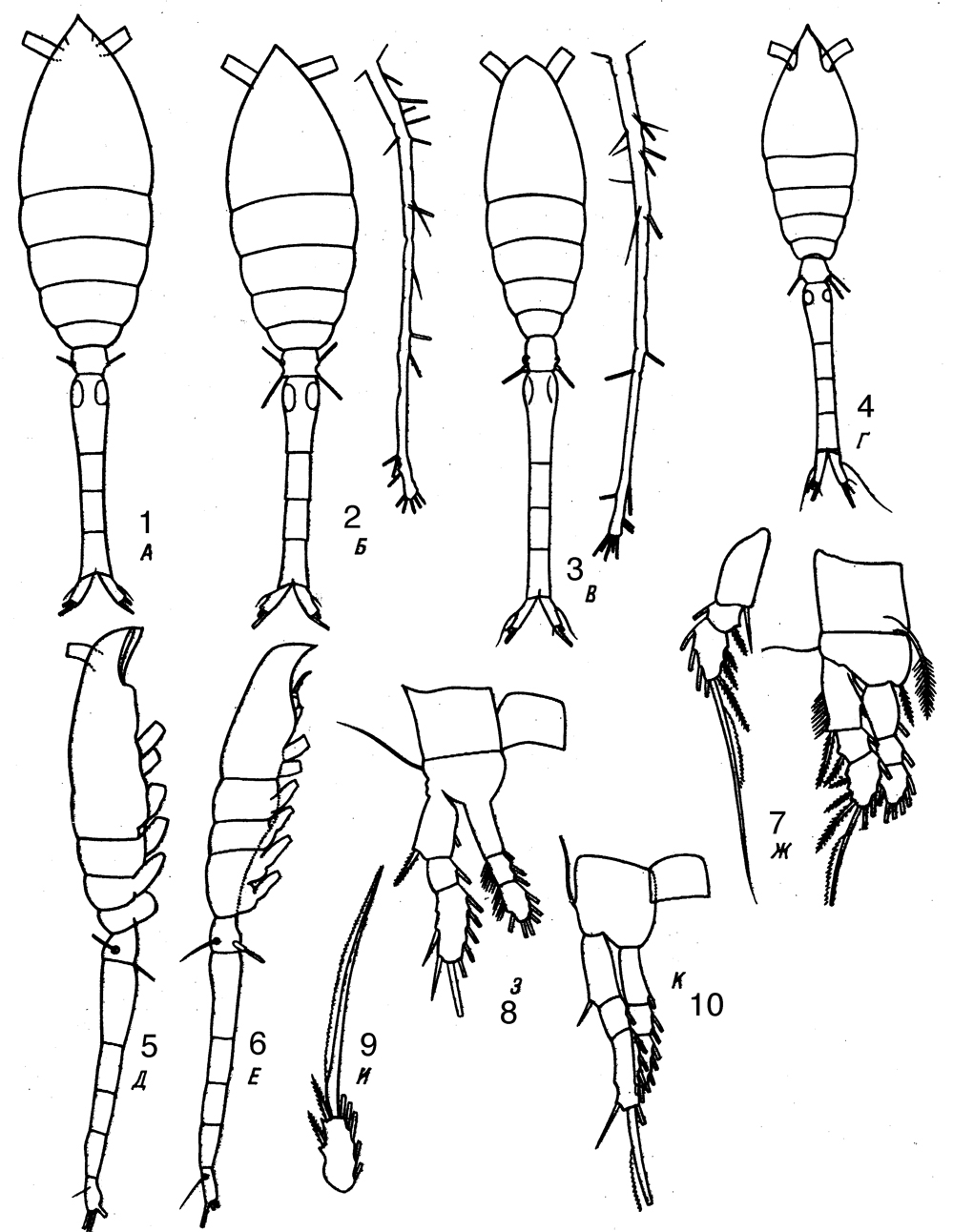 Espce Oithona setigera - Planche 12 de figures morphologiques