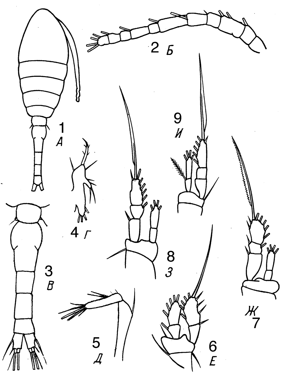 Species Oithona pulla - Plate 3 of morphological figures