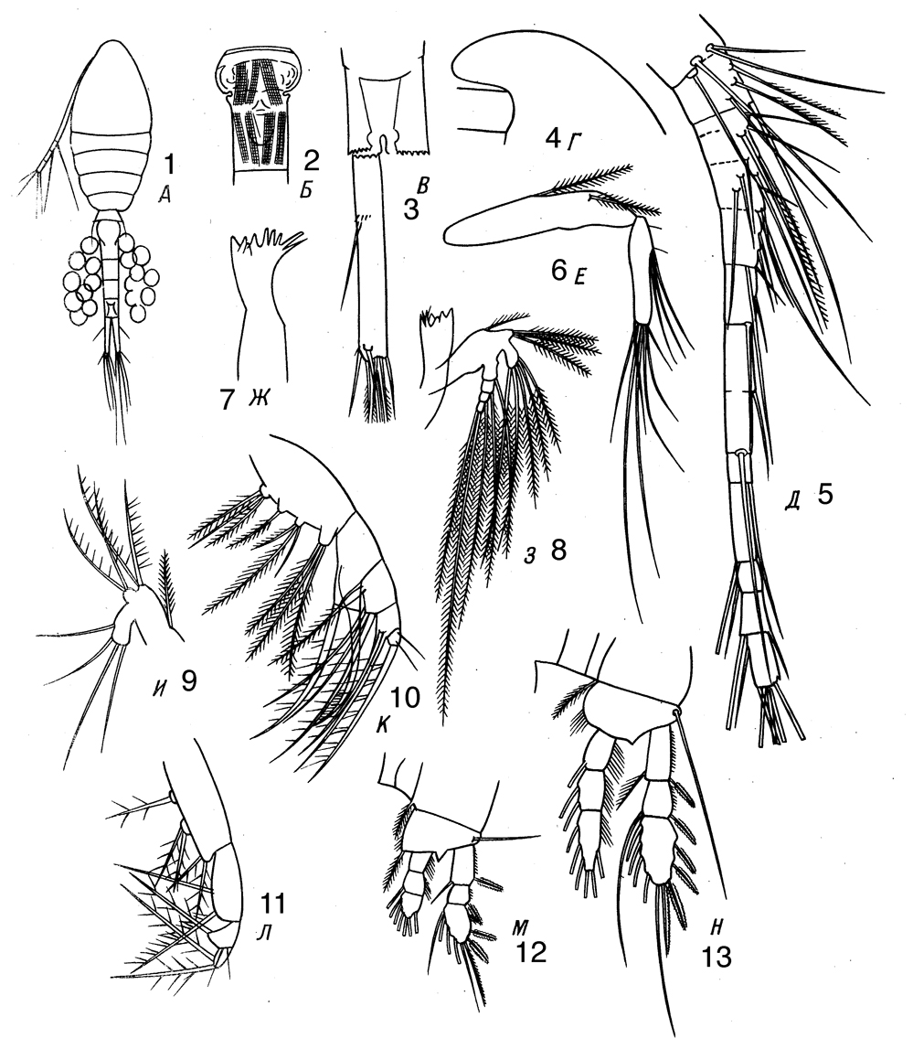Species Limnoithona sinensis - Plate 1 of morphological figures