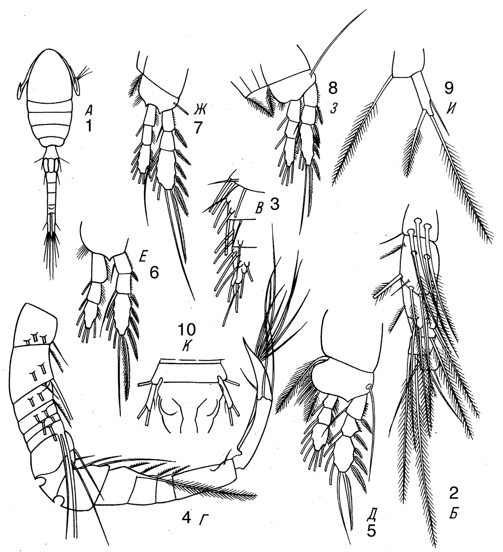 Espce Limnoithona sinensis - Planche 2 de figures morphologiques