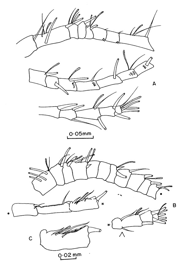 Espce Acartia (Euacartia) southwelli - Planche 4 de figures morphologiques