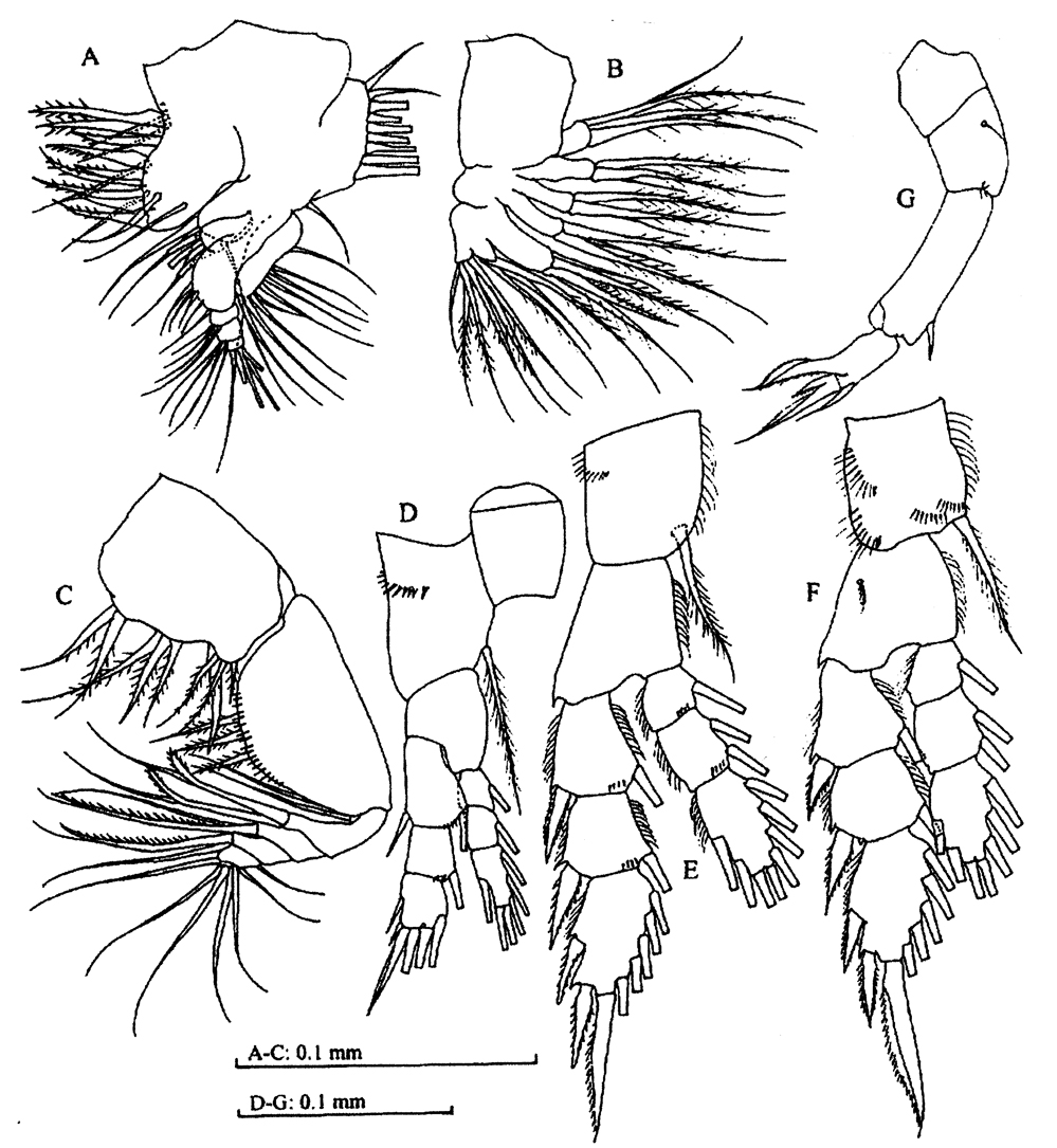 Espèce Pseudodiaptomus sulawesiensis - Planche 2 de figures morphologiques
