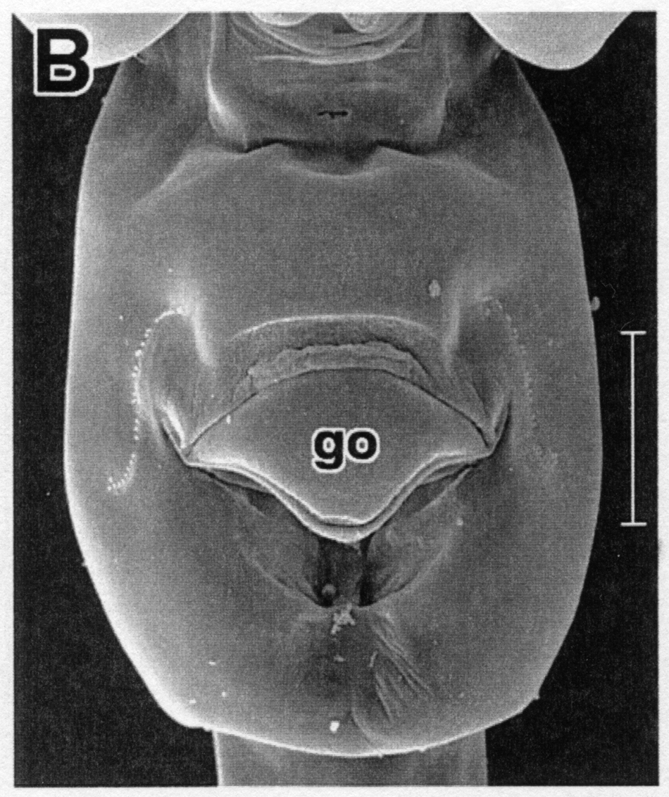 Species Heterorhabdus spinifrons - Plate 26 of morphological figures