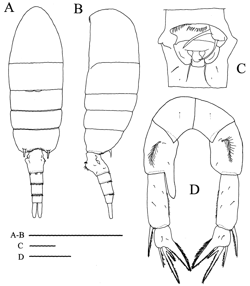 Species Pseudodiaptomus ornatus - Plate 5 of morphological figures