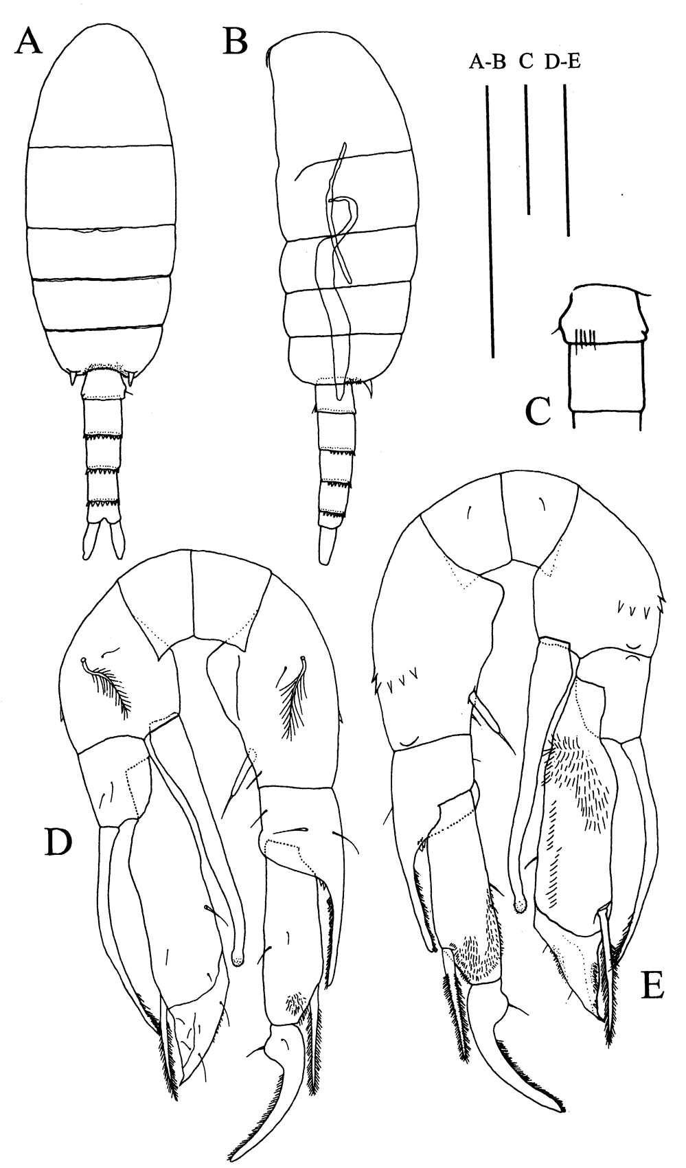 Species Pseudodiaptomus ornatus - Plate 6 of morphological figures